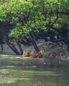 Sundarban Tiger