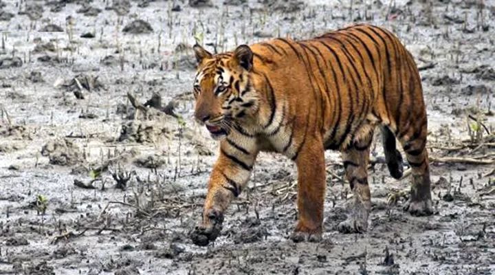 Sundarban 2 Nights 3 Days Tour